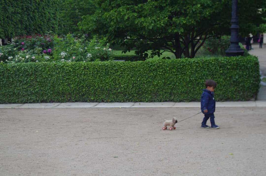 How to Get More Dog Walking Clients With Your Website