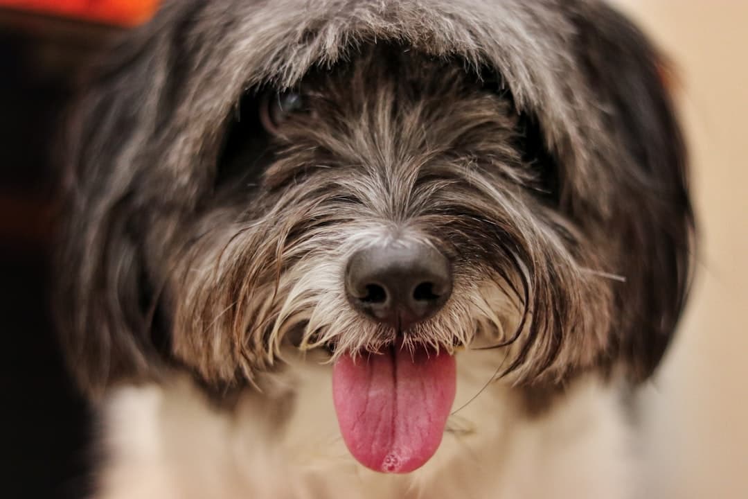 10 Website Mistakes Pet Groomers Make (And How to Fix Them)